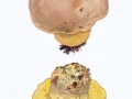 Boletus radicans  Pers.:Fr. , Wurzelnder Bitter-Röhrling , NPH