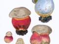 Boletus satanas Lenz , Satans-Röhrling