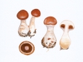 Cortinarius (Tel.) bivelus  (Fr.:Fr.) Fr. , Birken-Gürtelfuß , NPH
