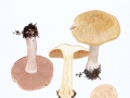 Cortinarius (Phleg.) caesiostramineus Rob. Henry , Bitterlicher Klumpfuß , NPH