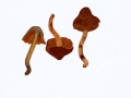 Cortinarius (Derm.) malicorius Fr. , Orangegrüner Hautkopf , NPH