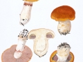 Cortinarius (Phleg.) varius (Schaeff.:Fr.) Fr. , Ziegelgelber Schleimkopf