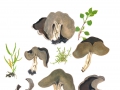 Helvella queletii  Bres. , Rippenstielige Becher-Lorchel