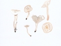 Hygrocybe virginea  (Wulfen:Fr.) P.D. Orton & Watl. var. virginea , Jungfern-Ellerling , Schnee-Ellerling