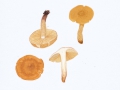 Inocybe terrigena (Fr.) Kuyp. , Häutigberingter Risspilz , NPH