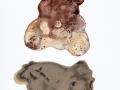 Inonotus dryadeus (Pers.:Fr.) Murrill , Tropfender Schillerporling
