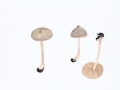 Inopcybe sindonia  (Fr.) Karst. , Wolligfädiger RisspilzNPH