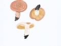 Lactarius chrysorrheus Fr. , Goldflüssiger Milchling