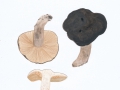 Lactarius picinus  Fr. , Pechschwarzer Milchling , NPH
