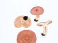 Lactarius torminosus  (Schaeff.:Fr.) Pers. , Birken-Reizker , NPH