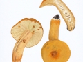 Lactarius volemus (Fr.) Fr. , Brätling , NPH