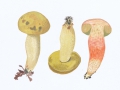 Leccinum crocipodium (Letell.) Watl. , Schwärzender Raufuß , NPH