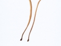 Macrotyphula fistulosa  (Holmsk.:Fr.) R.H. Petersen , Hohe Röhrenkeule , NPH