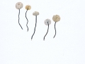 Marasmius rotula (Scop.:Fr.) Fr. , Halsband-Schwindling