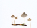 Mycena ambramsii Murrill , Voreilender Helmling