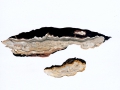 Perenniporia medulla-panis (Jacq.:Fr.) Donk , Ockerfarbener Dauerporenschwamm