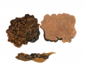 Phellinus conchatus  (Pers.:Fr.) Quél. , Muschelförmiger Feuerschwamm