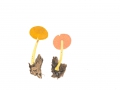 Pluteus leoninus (Schaeff.:Fr.) Kumm. , Löwengelber DachpilzNPH