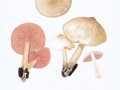 Pluteus petasatus (Fr.) Gill. , Braunschuppiger Dachpilz , Weißer Schuppen-Dachpilz