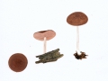 Pluteus phlebophorus (Ditmar:Fr.) Kumm. ss. auct. , Runzeliger Dachpilz ,  NPH