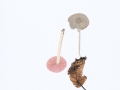 Pluteus thomsonii (Berk. & Broome) Dennis , Graustieliger Adern-Dachpilz , Thomson's Dachpilz