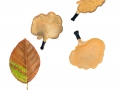 Polyporus melanopus  (Pers.:Sw.) Fr. , Schwarzfuß-Stielporling