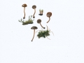 Psilocybe montana  (Pers.:Fr.) Kumm. , Trockener Kahlkopf