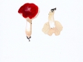 Russula maieri Singer , Buchen-Spei-Täubling