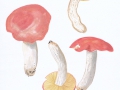 Russula pseudointegra  Arnould & Goris , Ockerblättriger Zinnober-Täubling , NPH