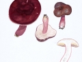 Russula queletii Fr. in Quél. , Stachelbeer-Täubling