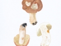 Russula vesca Fr. , Speise-Täubling , Fleischroter Speise-Täubling