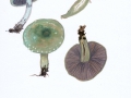 Stropharia aeruginosa (M.A. Curtis:Fr.) Quél. , Grünspan-Träuschling , NPH