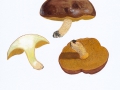 Suillus collinitus Fr. , Ringloser Butterpilz