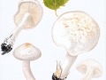 Tricholoma stiparophyllum (S. Lundell) Karst. , Weißer Ritterling , NPH