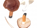 Tricholoma batschii  Gulden , Fastberingter Ritterling