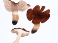 Tricholoma batschii Gulden , Fastberingter Ritterling