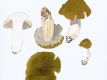 Tricholoma sejunctum (Sowerby:Fr.) Quél. , Grüngelber Ritterling ,  NPH