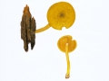 Tricholomopsis decora  (Fr.) Singer , Olivgelber Holz-Ritterling , NPH