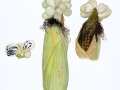 Ustilago maydis (DC.) Corda , Maisbeulenbrand