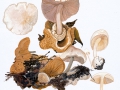 Volvariella surrecta (Knapp) Singer , Parasitischer Scheidling