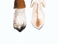 Agaricus augustus Fr. , Braunschuppiger Riesen-Egerling