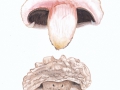 Agaricus bernardii Quél. , Großer Salzwiesen-Egerling