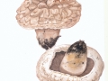 Agaricus bernardii Quél. , Großer Salzwiesen-Egerling