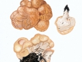 Albatrellus confluens (Alb. & Schwein.) Kotl. & Pouzar , Semmel-Porling ,  NPH