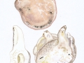 Albatrellus ovinus (Schaeff.:Fr.) Kotl. & Pouzar , Schafeuter , Shaf-Porling , NPH