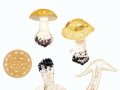 Amanita junquillea Quél. , Narzissengelber Wulstling , NPH
