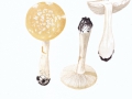 Amanita junquillea Quél. , Narzissengelber Wulstling ,  NPH