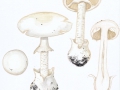 Amanita phalloides var.verna (Bull.:Fr.) Bertault , Weißer Knollenblätterpilz ,NPH
