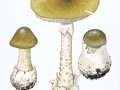 Amanita phalloides (Fr.:Fr.) Link var. phalloides , Grüner Knollenblätterpilz
