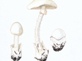 Amanita virosa (Fr.) bertill. , Kegelhütiger Knollenblätterpilz , NPH